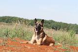 MALINOIS 315